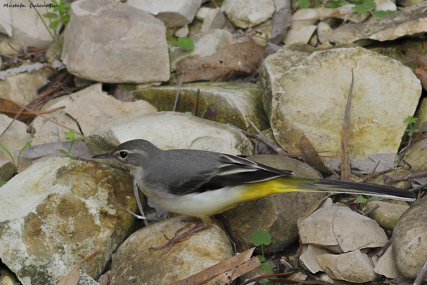Gray Wagtail